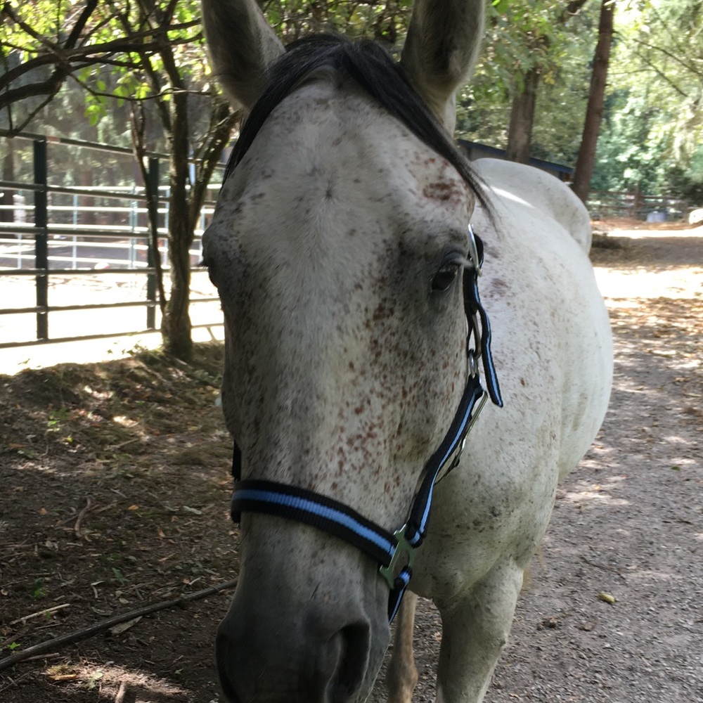 Blue and black breakaway halter(closing down shop this week, deleting this soon)